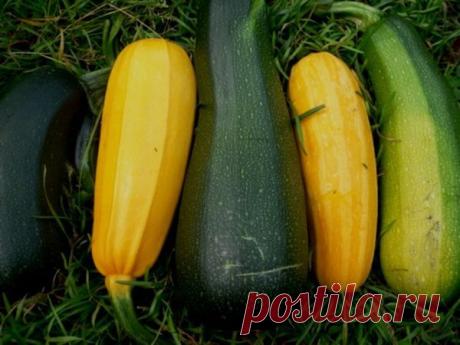 Кабачки: посадка, уход и сбор урожая. Сорта кабачков