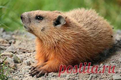 Застрявший в луже скунс оказался вонючим сурком. Житель США увидел застрявшее в луже животное и ошибочно принял его за скунса. Он вызвал зоозащитников, которые приехали и установили, что на самом деле это вонючий сурок. Спасатели отмыли сурка и доставили его в реабилитационный центр, где он восстановится перед возвращением в дикую природу.