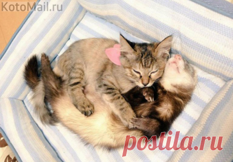 Милота