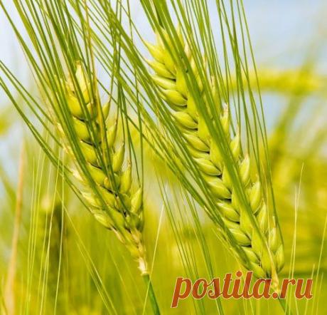 Рожь для оздоровления почвы