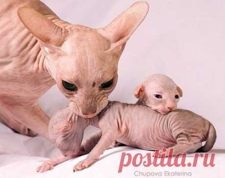 Гламурный хит-парад: 25 розовых обитателей планеты | Уши, лапы, хвост