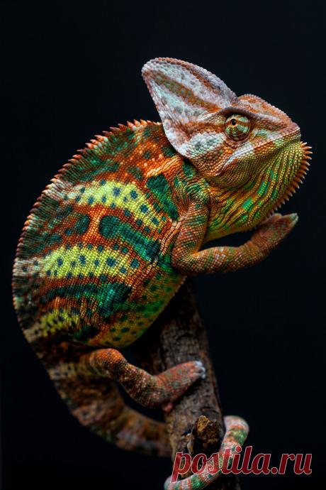 Yemen chameleon (by Arturas Kerdokas)