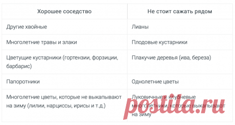 нужно выбирать соседство с хвойными