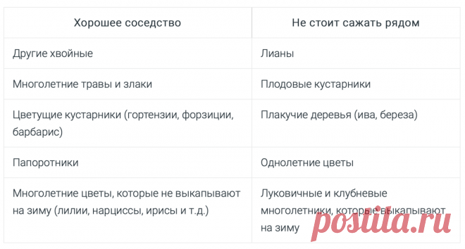 нужно выбирать соседство с хвойными
