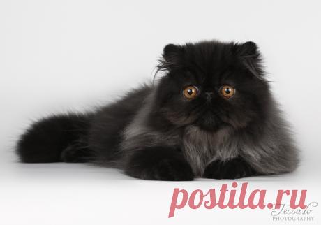 Спасибо всем, кто откликнулся на перекличку :)) Сами понимаете, я же…: tessochka