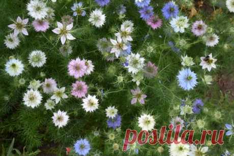 13 лучших однолетников для самосева. Описание, фото — Ботаничка.ru