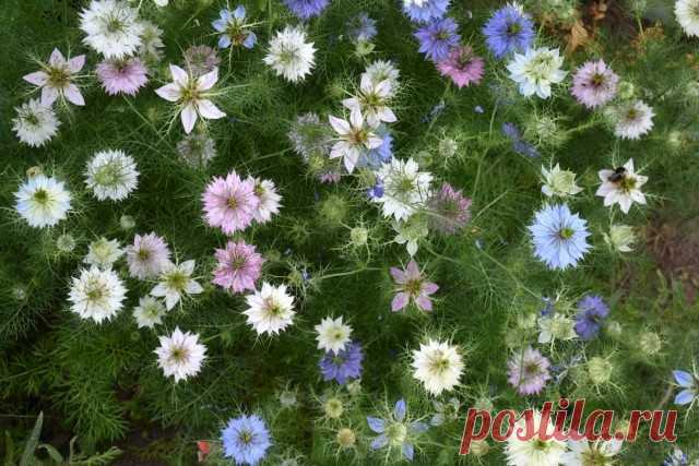 13 лучших однолетников для самосева. Описание, фото — Ботаничка.ru