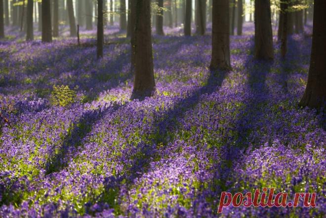 Поистине волшебное зрелище;)) В бельгийских лесах зацвели колокольчики — Фотоискусство