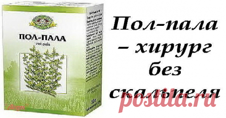 Пол-пала, чудо- трава Эрва- шерстистая.