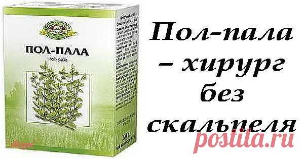 Пол-пала, чудо- трава Эрва- шерстистая.