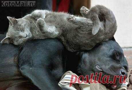 Храп как колыбельная | KotoMail.ru