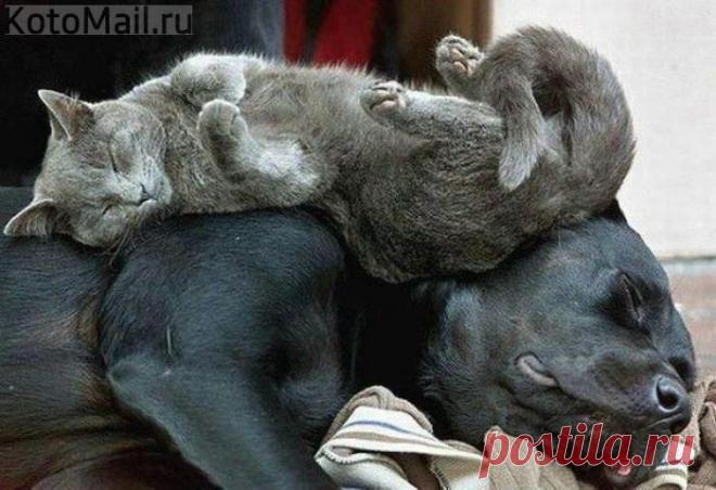 Храп как колыбельная | KotoMail.ru