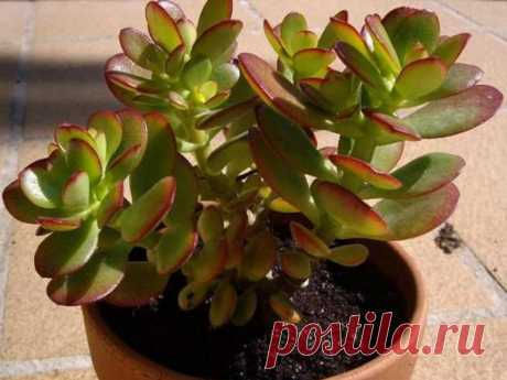 Как и чем подкормить денежное дерево: способы и рекомендации по уходу Денежное дерево – популярное комнатное растение. Его можно встретить не только в домах, но и в торговых центрах, офисах, магазинах. Считается, что оно улучшает финансовое положение. Однако чтобы расте...