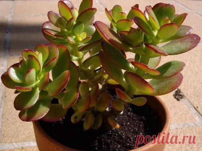 Как и чем подкормить денежное дерево: способы и рекомендации по уходу Денежное дерево – популярное комнатное растение. Его можно встретить не только в домах, но и в торговых центрах, офисах, магазинах. Считается, что оно улучшает финансовое положение. Однако чтобы расте...