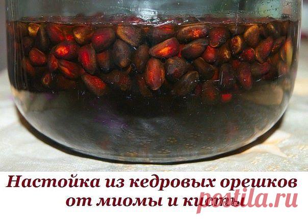 Поедашка.ру » Архив сайта » От миомы и кисты настойка из кедровых орешков