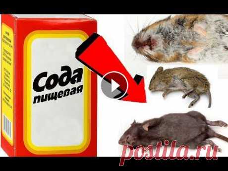 Как избавиться от мышей за 01 Секундочку! Как избавиться от мышей за 01 Секундочку!,как избавиться от мышей, как избавиться от крыс, борьба с мышами, мыши, борьба с крысами, как избавиться от ...