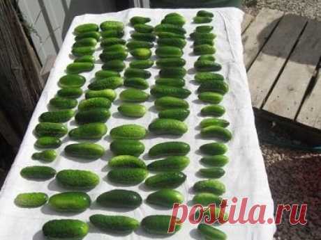 НЕТ! ТОЧНО РУССКИЙ НАРОД НЕ ПРОПАДЁТ! Наткнулась сейчас на рецепт...Это ведь стратегический секретный способ)))). Без света, без консервантов....Я всё ещё в шоке))). Ставьте класс, не дай нам Бог дойти до этого, но вдруг пригодится.
ВОЛШЕБНЫЙ СПОСОБ - СВЕЖИЕ ОГУРЦЫ ЗИМОЙ!
Свежие огурцы (и не только) на зиму.
Хочу поделиться с вами простым рецептом,как сохранить свежие овощи и фрукты зимой!  
Для этого рецепта подходят - огурцы,помидоры,яблоки,персики,абрикосы,сливы.
Я буду делать огурцы,желател