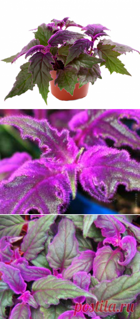 Гинура Наименование лат. Gynura Период декоративности круглый год Температура умеренная, зимой +15-18 0 С. Высота макс., м. 0.6 Влажность любят влажный воздух, поэтому их можно размещать на широких поддонах с водой или периодически опрыскивать, только не в то время, когда на растение светит солнце Полив требуется регулярный, как пересушка, так и избыток влаги отрицательно сказываются на общем состоянии растения. Освещение требуется хорошее, т.к. Гинура, помещенная в тень...