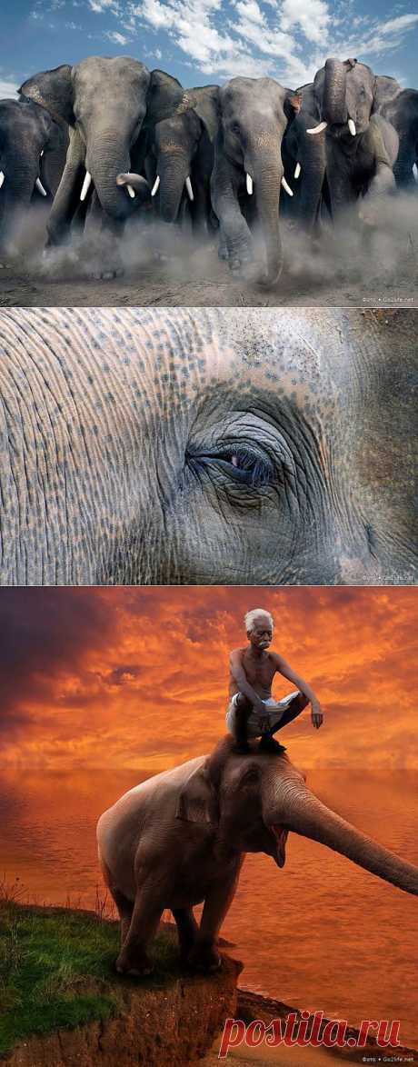 (+1) тема - Самые сообразительные животные. | Наука и техника