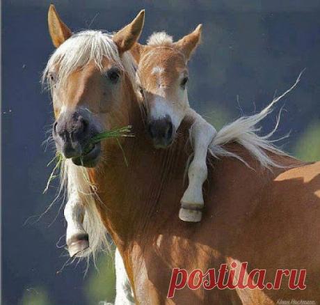 Обнимашки. Наталья Калашникова – Google+