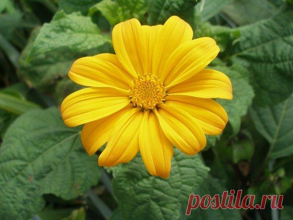 Титония круглолистная - подсолнух из Мексики