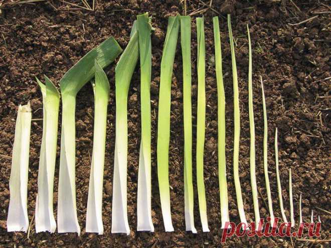(+1) тема - Лук порей | 6 соток