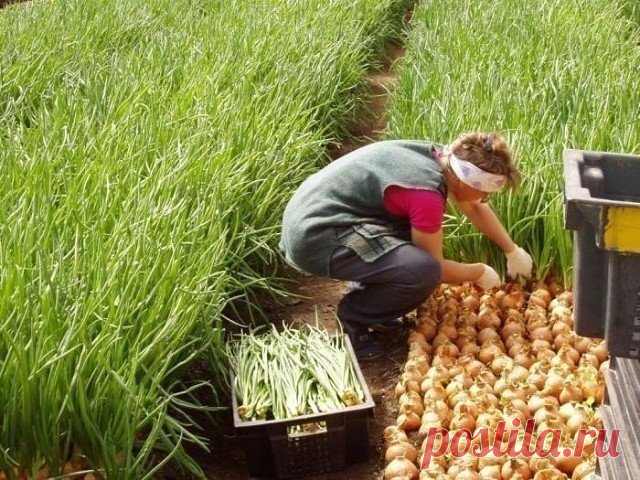 Как я ухаживаю за луком