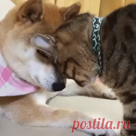 Смешные и забавные котики поднимут настроение!
