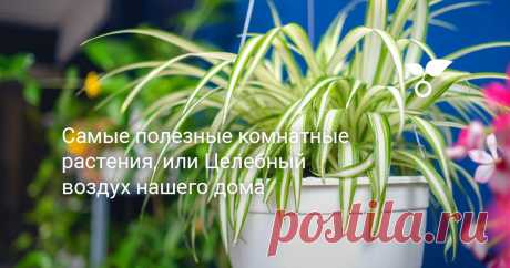 Самые полезные комнатные растения, или Целебный воздух нашего дома Главная причина свежести воздуха — выделяемые растениями фитонциды и отрицательно заряженные ионы. О том, как с помощью этих свойств растений сделать целебным воздух в своём жилище, и будет эта статья.