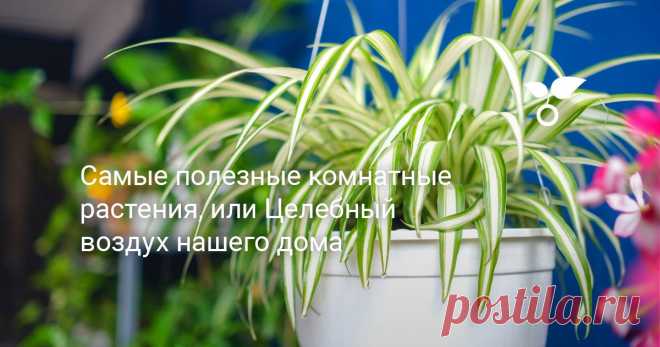 Самые полезные комнатные растения, или Целебный воздух нашего дома Главная причина свежести воздуха — выделяемые растениями фитонциды и отрицательно заряженные ионы. О том, как с помощью этих свойств растений сделать целебным воздух в своём жилище, и будет эта статья.