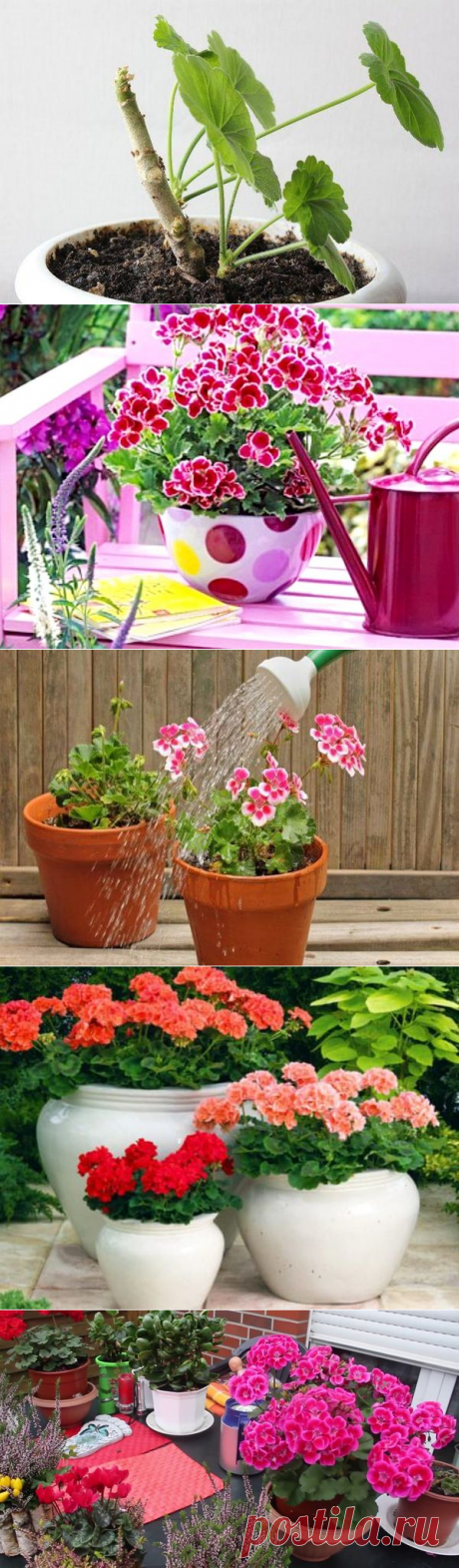 Как правильно поливать комнатную герань