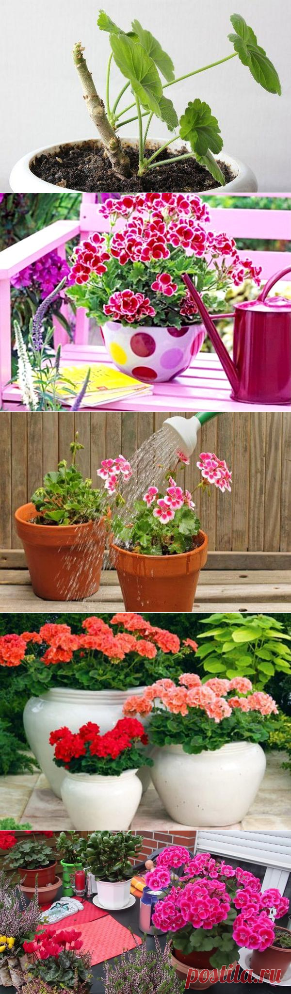 Как правильно поливать комнатную герань