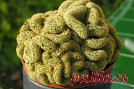 FLORACIONES EN MÁLAGA Y MÁS: cactus y suculentas