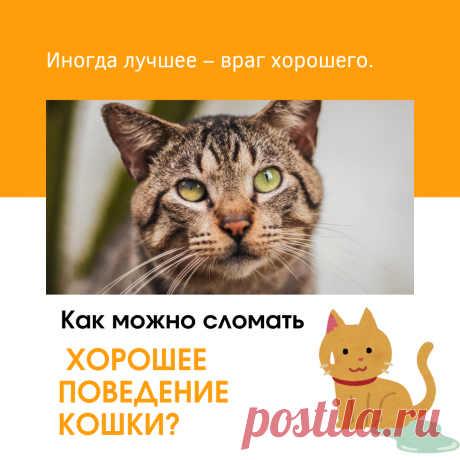 КАК МОЖНО СЛОМАТЬ ХОРОШЕЕ ПОВЕДЕНИЕ КОШКИ? | Дневник кошатницы | Дзен