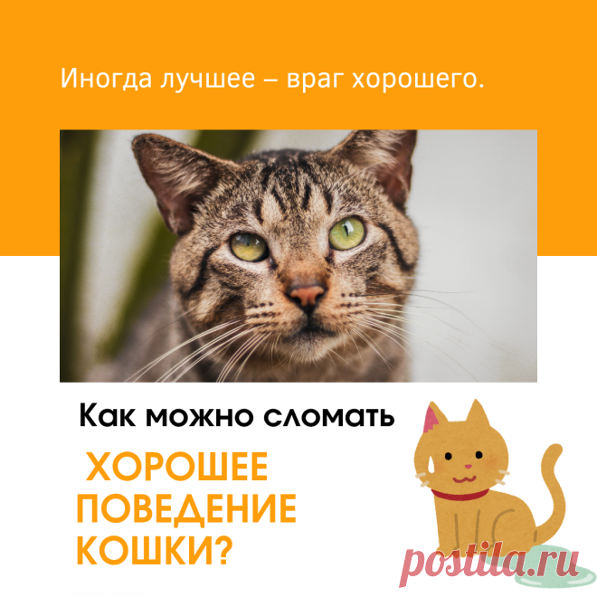 КАК МОЖНО СЛОМАТЬ ХОРОШЕЕ ПОВЕДЕНИЕ КОШКИ? | Дневник кошатницы | Дзен