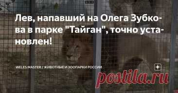 Лев, напавший на Олега Зубкова в парке "Тайган", точно установлен! Статья автора «WELES MASTER / животные и зоопарки России» в Дзене ✍: Мною точно установлено, что лев, который напал на учредителя "Парка львов "Тайган" Олега Зубкова - это лев Аслан, который 16...