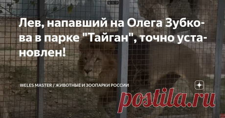 Лев, напавший на Олега Зубкова в парке "Тайган", точно установлен! Статья автора «WELES MASTER / животные и зоопарки России» в Дзене ✍: Мною точно установлено, что лев, который напал на учредителя "Парка львов "Тайган" Олега Зубкова - это лев Аслан, который 16...