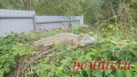 «Помогите! Динозавр ест мои кабачки!» :) Волонтёры спасли огород дачницы от «монстра», который оказался… милой экзотикой! )) — Лап-Ушки.com — любимые животные