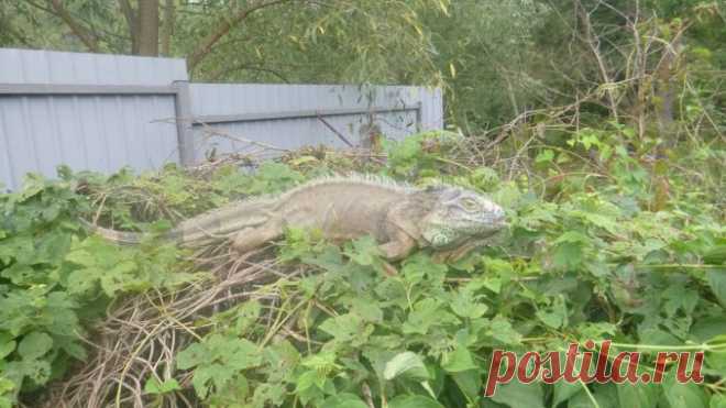 «Помогите! Динозавр ест мои кабачки!» :) Волонтёры спасли огород дачницы от «монстра», который оказался… милой экзотикой! )) — Лап-Ушки.com — любимые животные