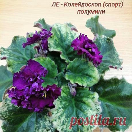 ЛЕ - Колейдоскоп (спорт). Сорт полумини. Жаль что спорт, но всё равно очень красивый.