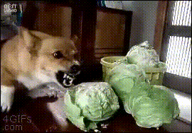Шёл шестой день любимой диеты=))
