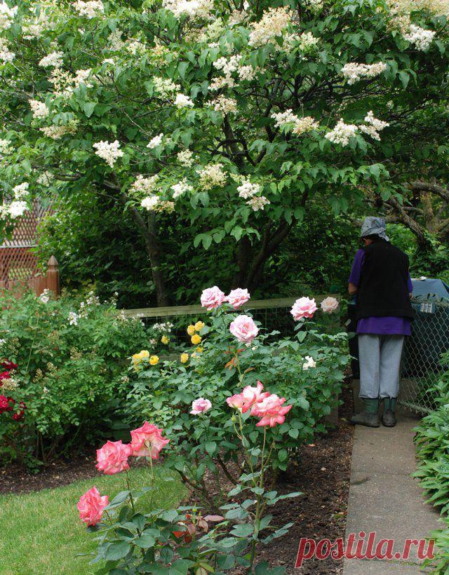 Fence It | Garden Walk Garden Talk