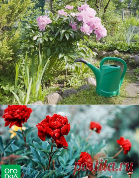 Весенние подкормки пионов – чем, как и когда | Пионы (Огород.ru)