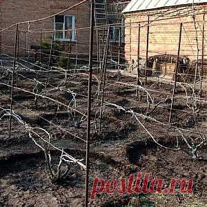 Усадьба | Садовод : Подкармливаем виноград весной