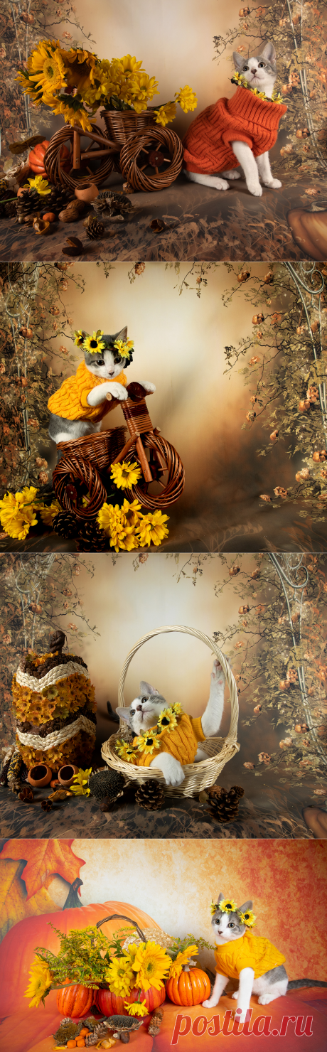 Котенок Сэйдж в осенней теме.Фотограф Elizabeth Etkind