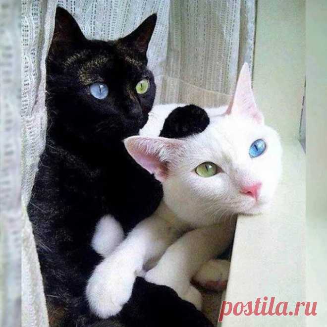 Уголёк и Снежинка