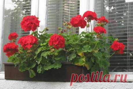 Герань уход в домашних условиях | Полезные советы
