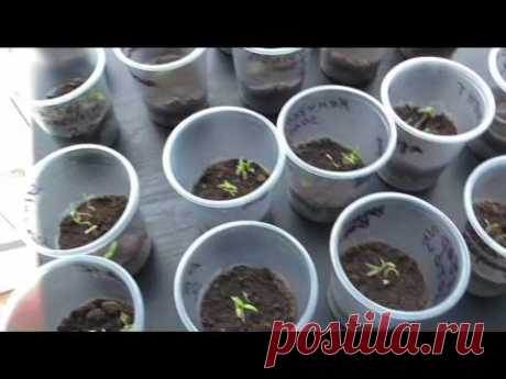 Всходы индетерминантных помидоров на рассаду. Сезон 2017.