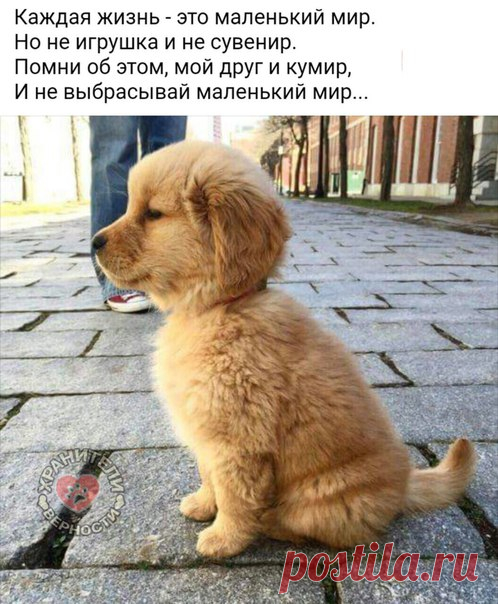 Дрессировка Собак ''Hunde Haus''