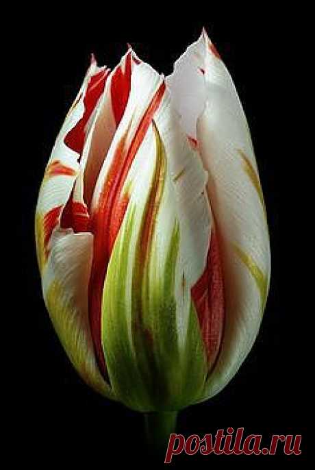 Tulip | Flower Power